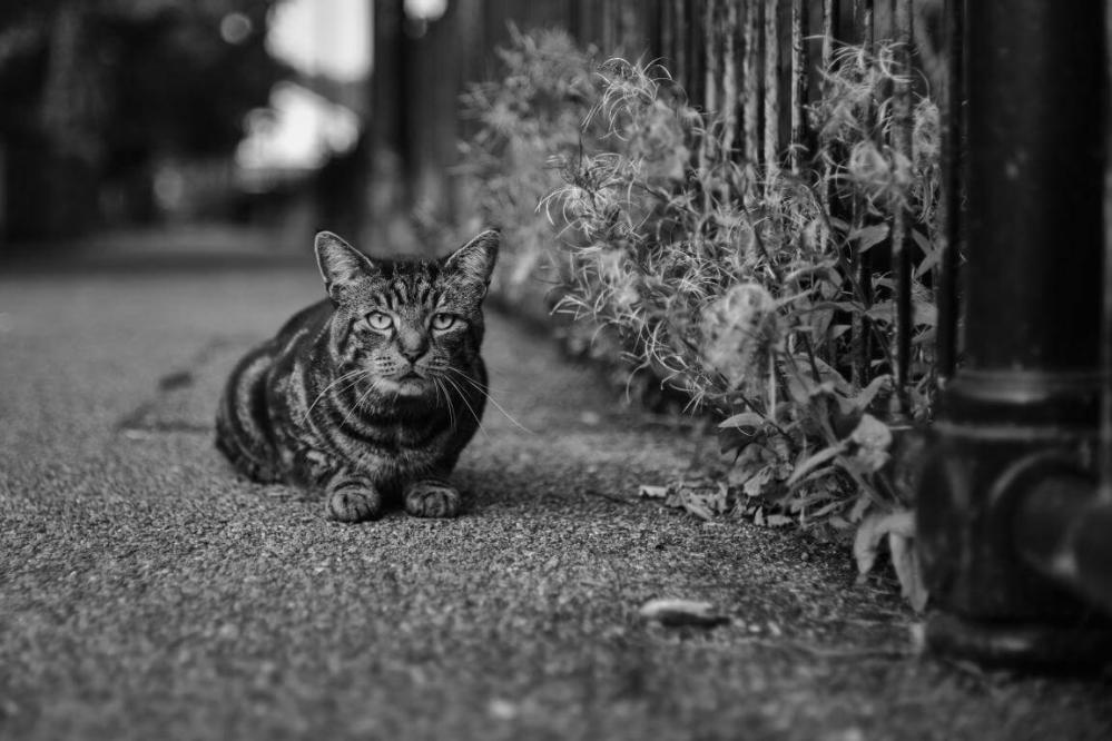 7Artisans 7Artisans 35mm f/1.4 objektiv APS-C for Nikon Z