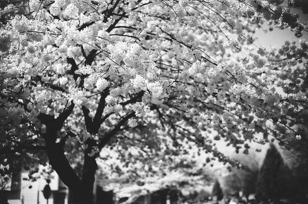 7Artisans 7Artisans 75mm f/1.25 objektiv for Leica M