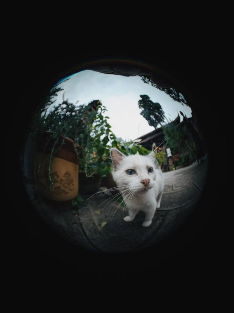 7Artisans 7Artisans 4mm f/2.8 Fisheye-objektiv APS-C for Micro 4/3
