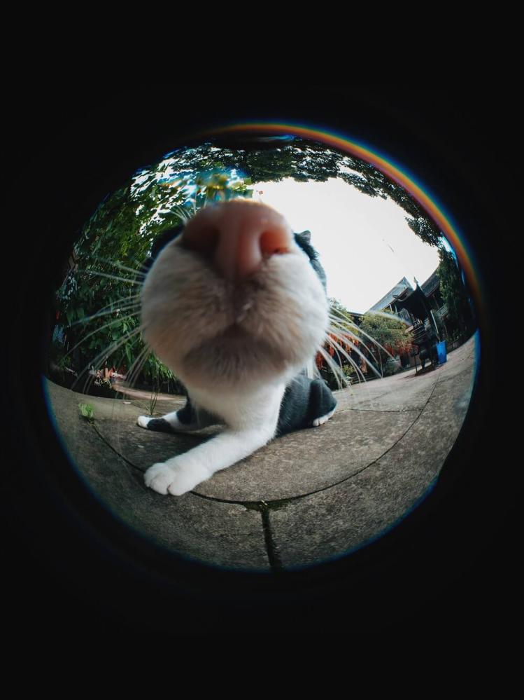 7Artisans 7Artisans 4mm f/2.8 Fisheye-objektiv APS-C for Micro 4/3